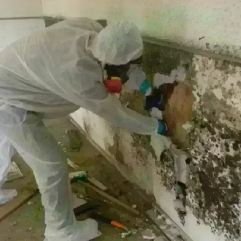 Mold Remediation and Removal in South Hill, VA